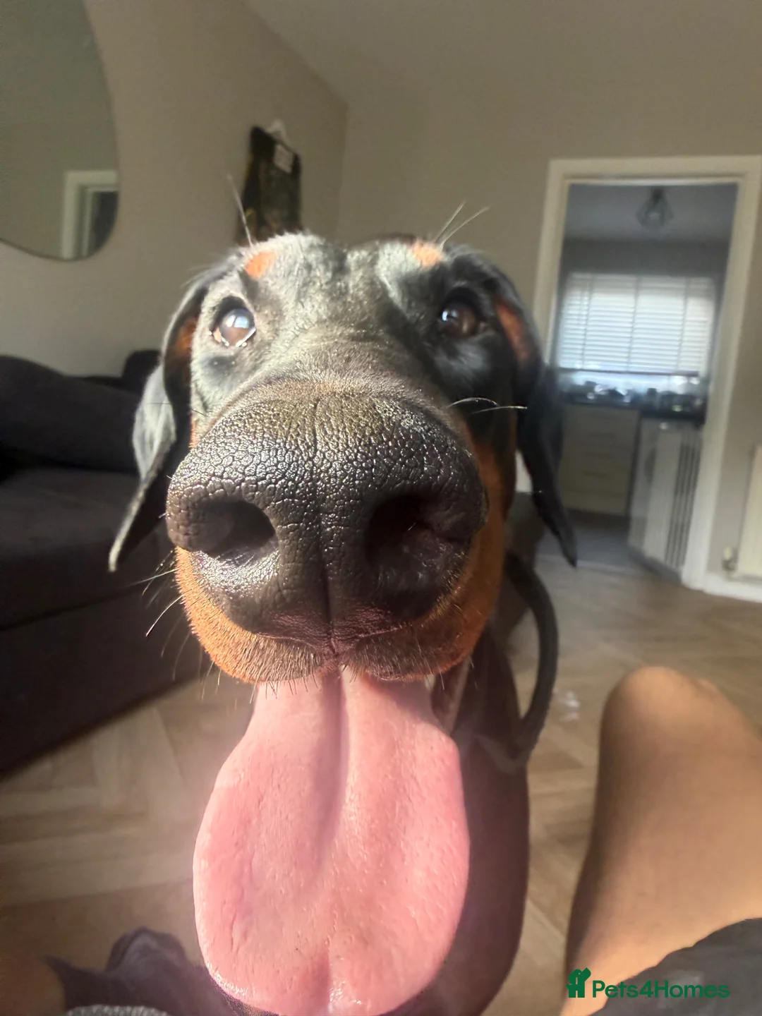Dobermann dogs for sale: Female Doberman for sale  - Advert 2