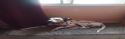 Dalmatian dogs for sale: Pongo - Advert 2