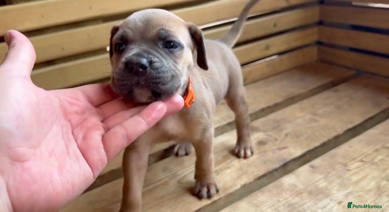 Cane Corso dogs Stunning cane corso 🐶 - Advert 1