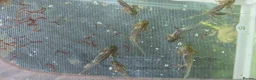 Other/Mixed Breed fish for sale: Axolotl babies in Stevenage - Advert 3