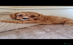 Cavapoo dogs for sale: Gorgeous Cavapoos ready for the perfect home 💖🏡 - Image 2