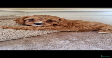 Cavapoo dogs - Advert 1