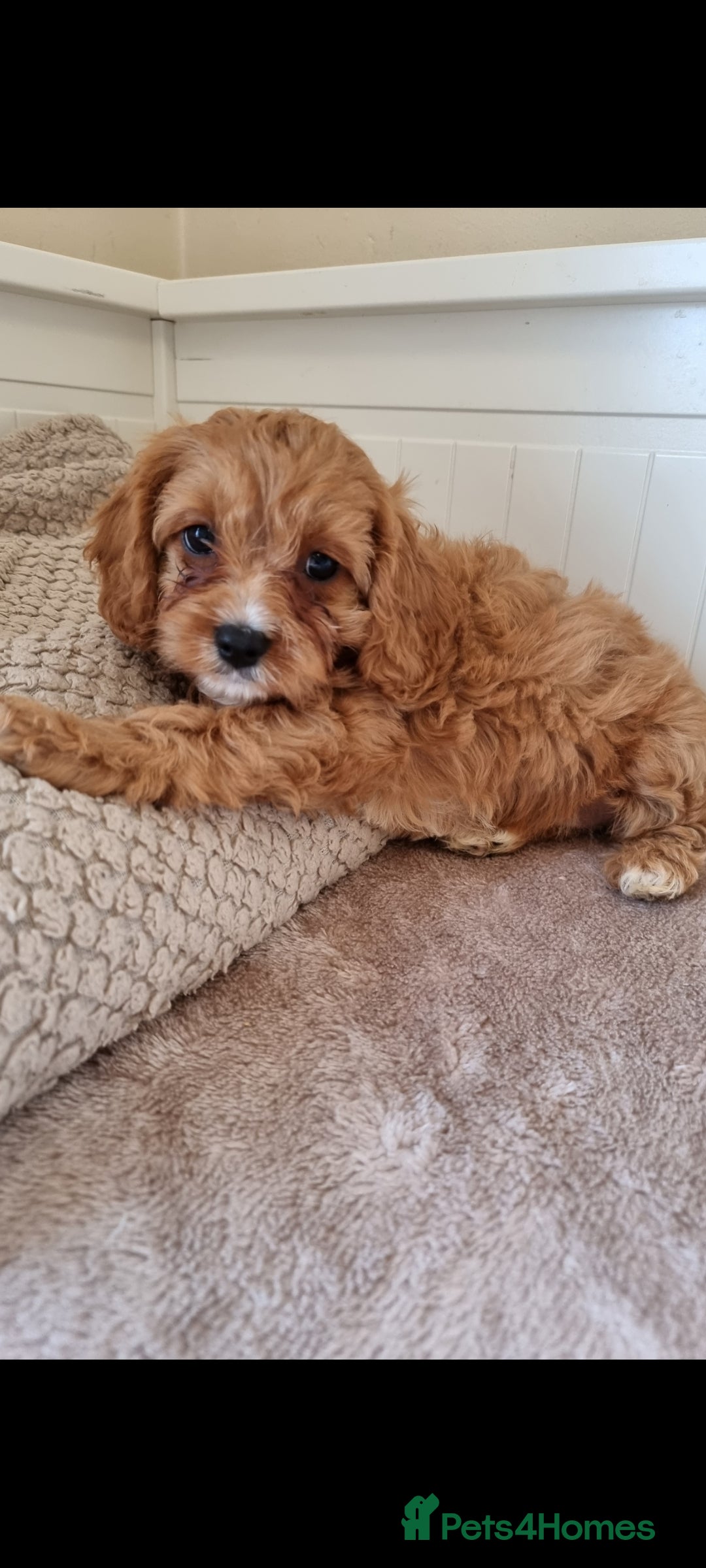 Cavapoo dogs for sale: Gorgeous Cavapoos ready for the perfect home 💖🏡 - Image 2
