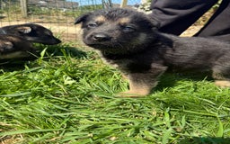 German Shepherd dogs for sale: German shepherd puppies  - Image 7