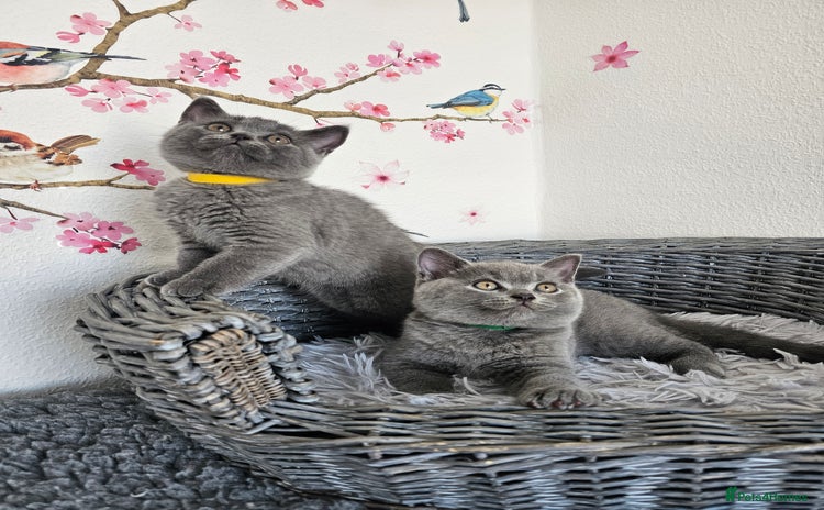 British Shorthair cats - Advert 1