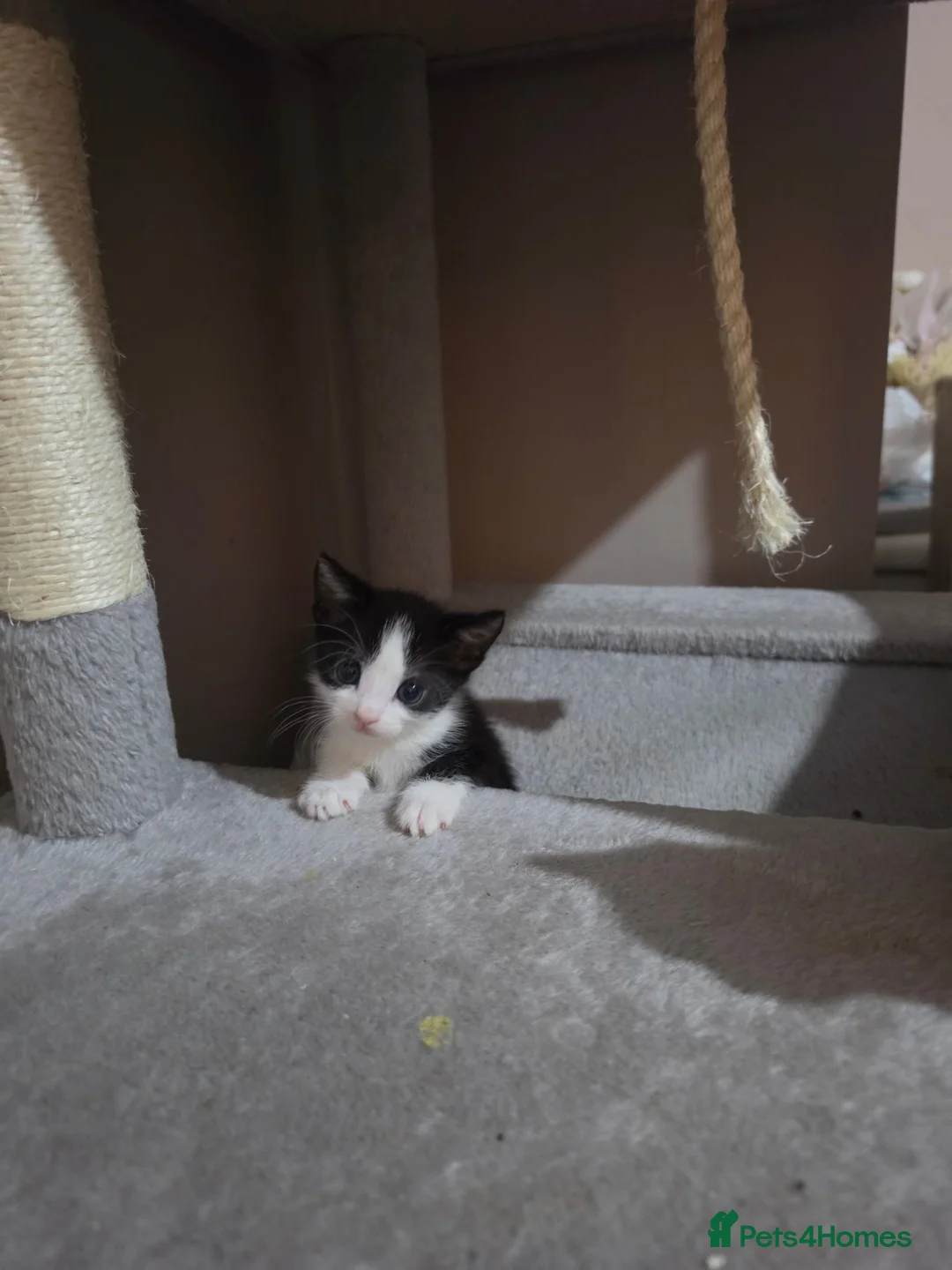 Mixed Breed cats for sale: • 4 Lovely Kittens – Looking For Loving Families - Advert 30