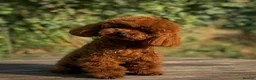 Toy Poodle dogs for sale: Gorgeous Red Toy Poodle Puppy - Advert 6