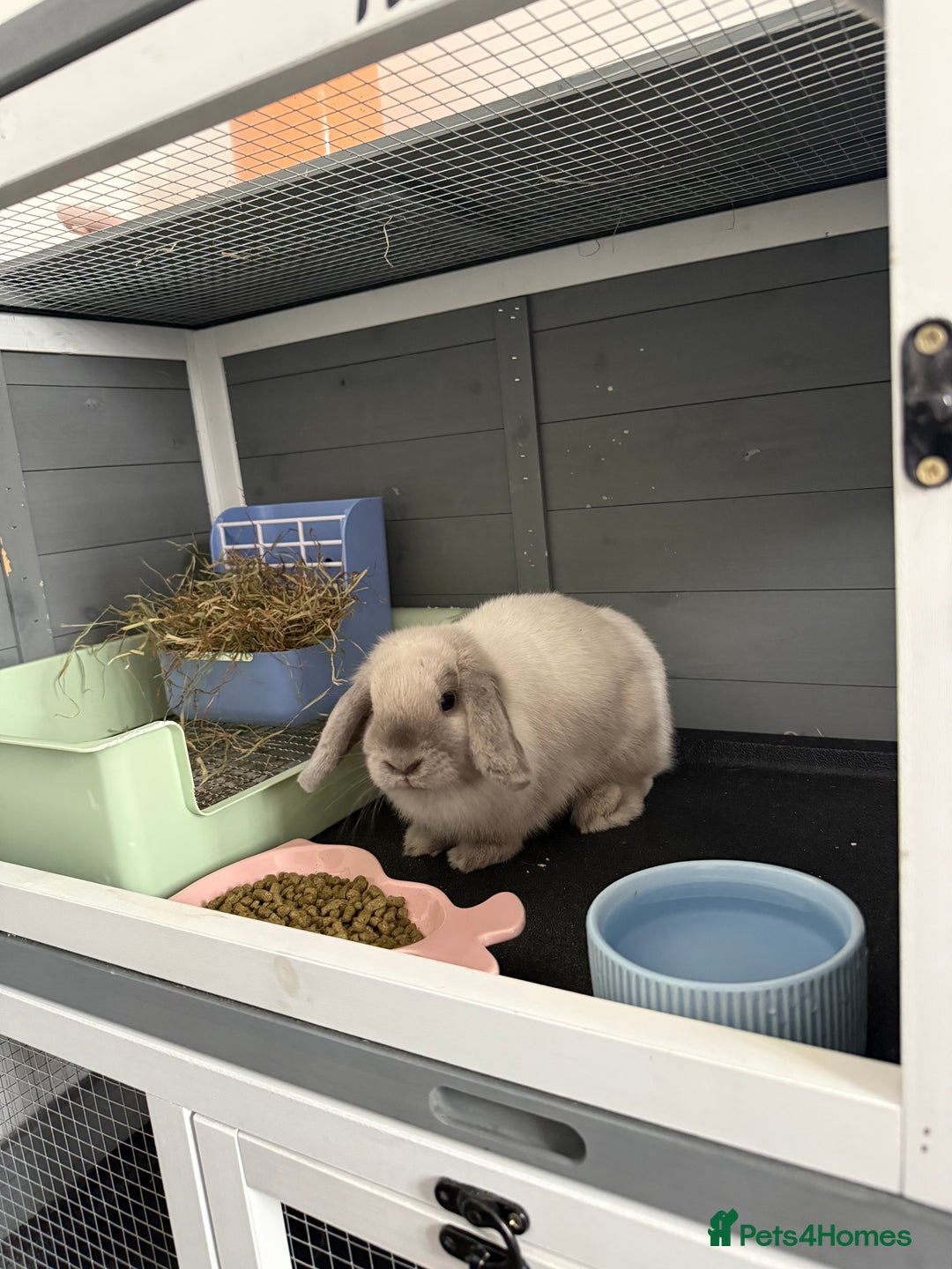 Mini Lop rabbits for sale: Beautiful Mini Lop Bunny - Image 6