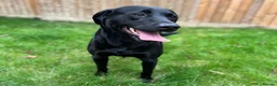 Labrador Retriever dogs for stud: Kc black Labrador for stud  in Ripley - Advert 5