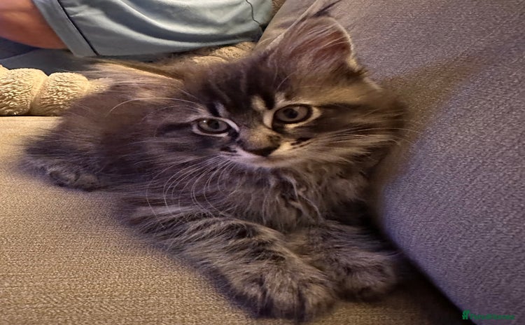 Maine Coon cats - Advert 2