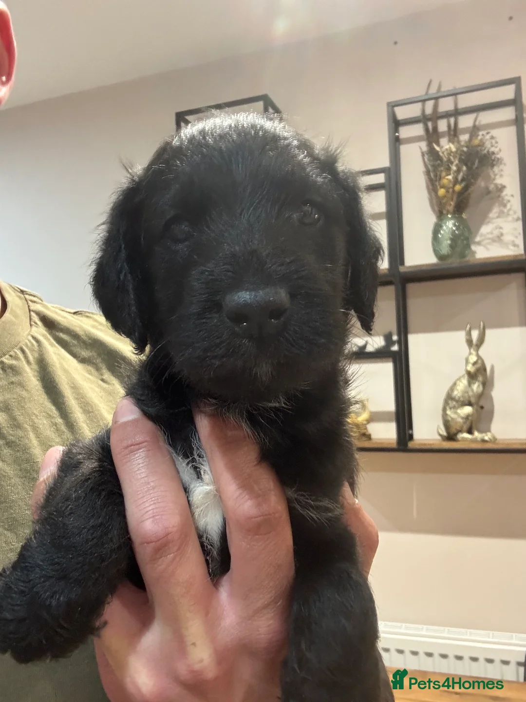 Mixed Breed dogs for sale: Genuine First Cross Bedlington Whippet - Advert 5