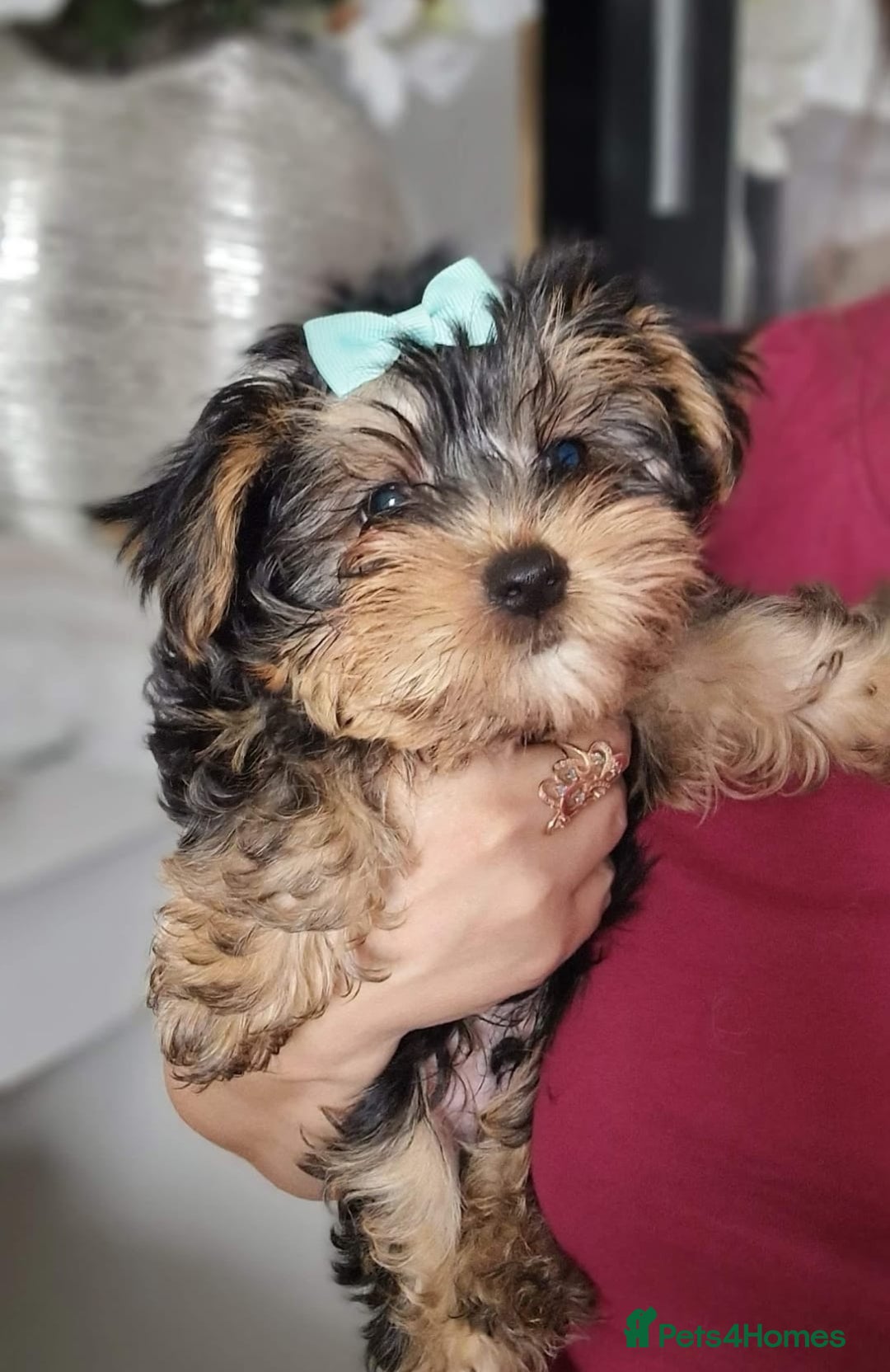 Yorkshire Terrier dogs for sale: Adorable Yorkie Puppies Ready 4 Their Forever Home - Advert 7