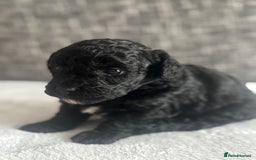 Mixed Breed dogs for sale: 6 beautiful havapoo’s - Image 15