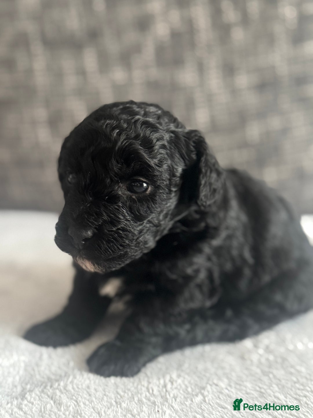 Mixed Breed dogs for sale: 6 beautiful havapoo’s - Image 15