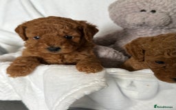 Cavapoo dogs for sale: F1B cavapoo puppies - Image 24