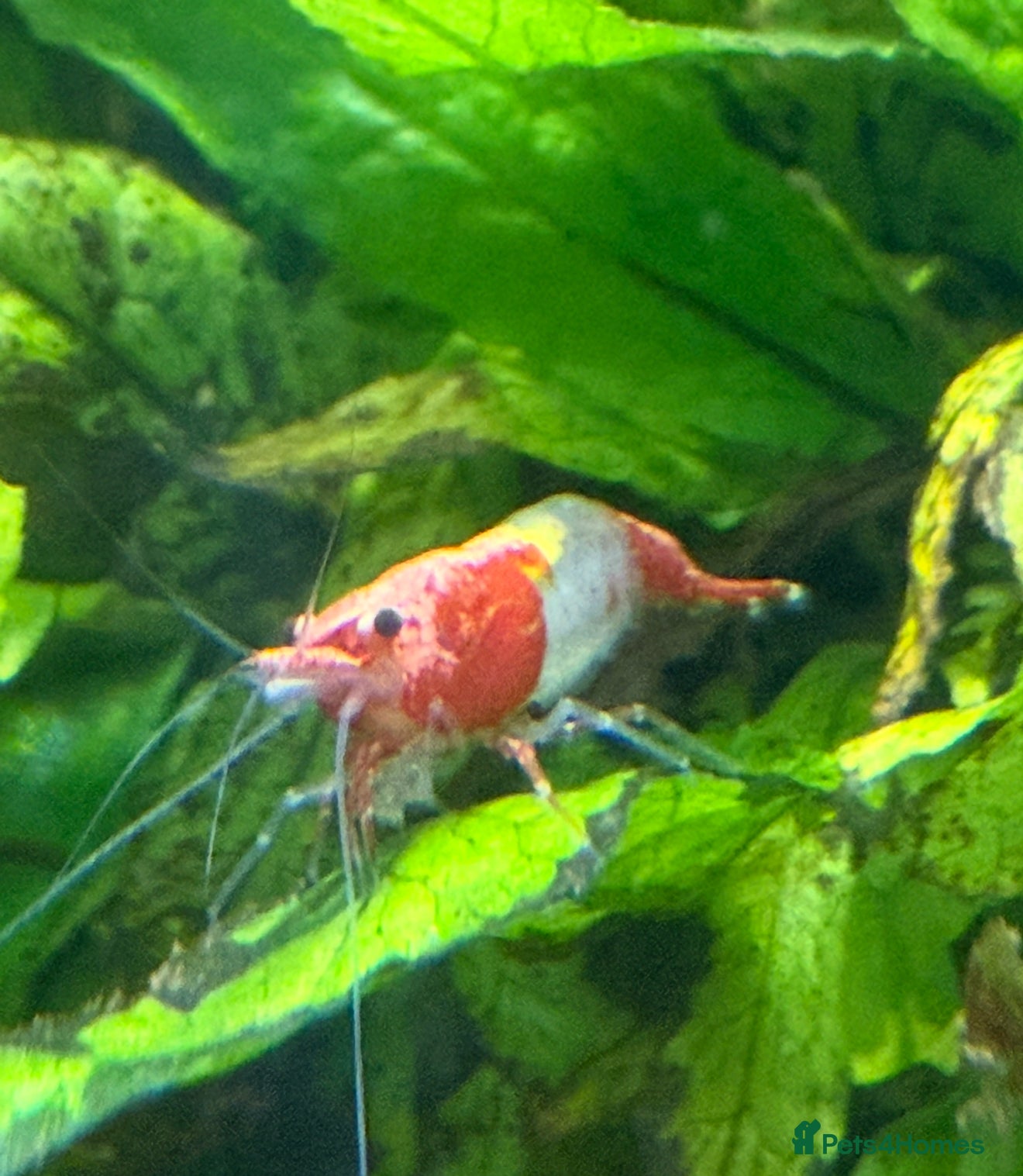 Shrimps fish Red Rilli Shrimp  - Advert 2