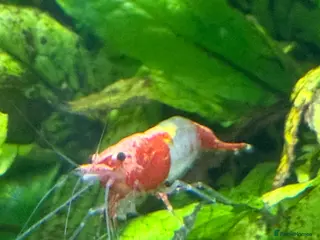 Shrimps fish Red Rilli Shrimp - Advert 2