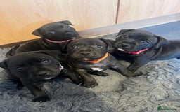 Staffordshire Bull Terrier dogs for sale: Last Stunning girl  - Image 3