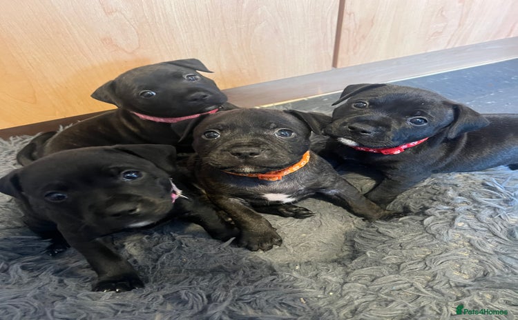 Staffordshire Bull Terrier dogs - Advert 1