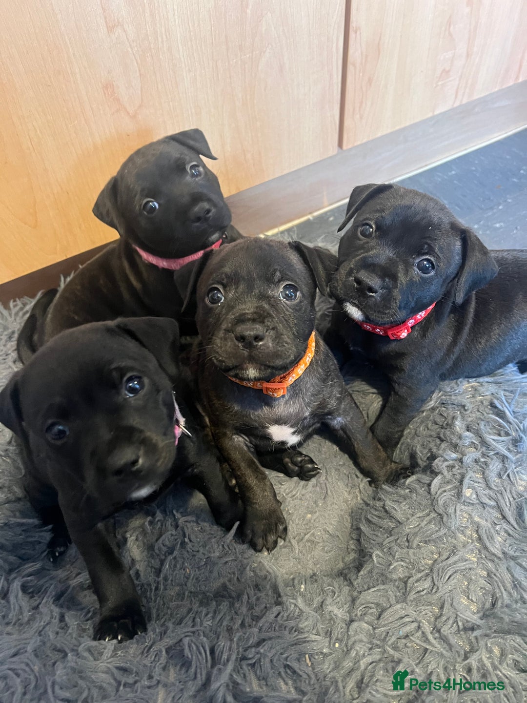 Staffordshire Bull Terrier dogs for sale: Last Stunning girl  - Image 3