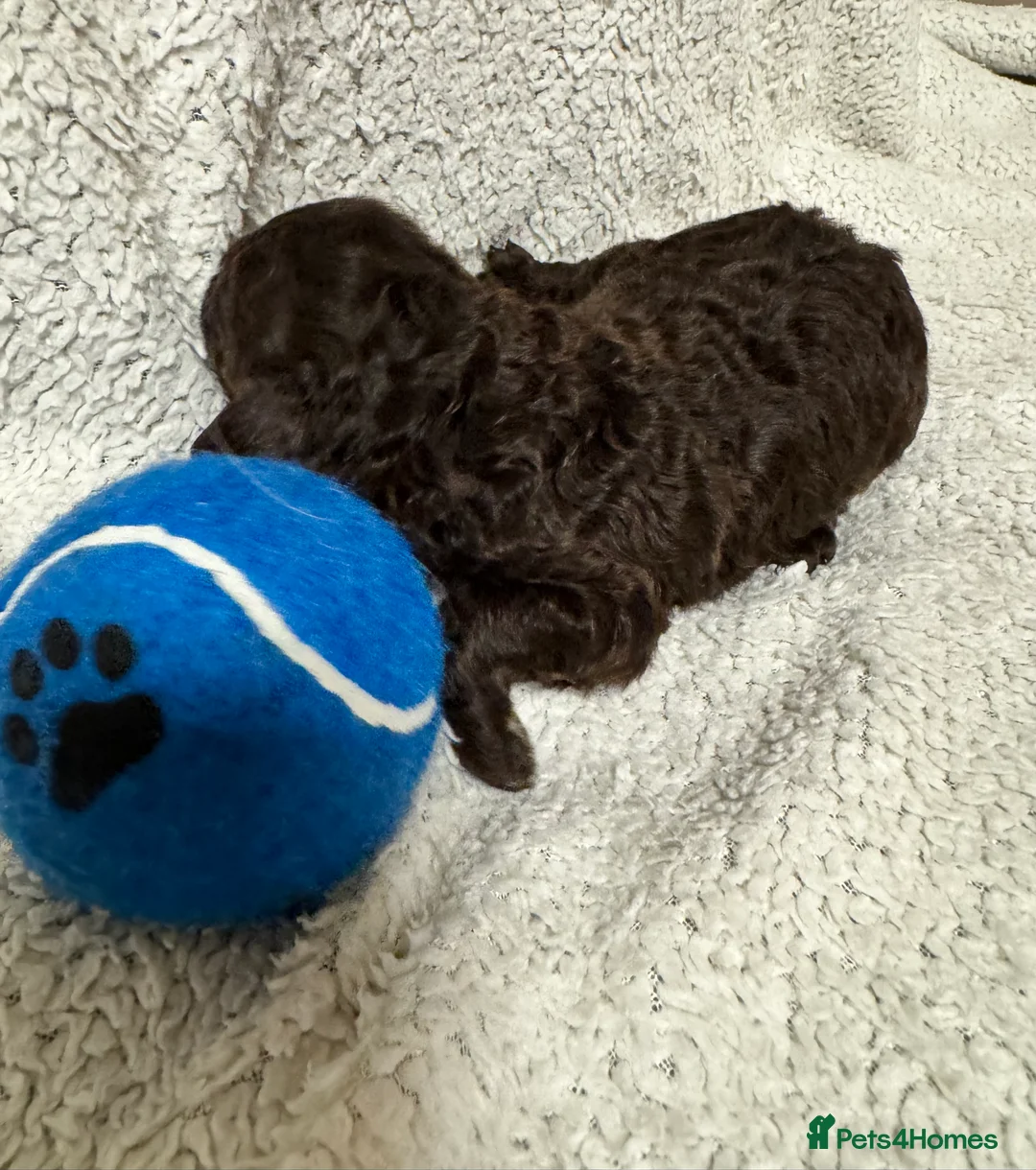 Cockapoo dogs for sale: Stunning F1bb toy cockerpoo puppies - Advert 10