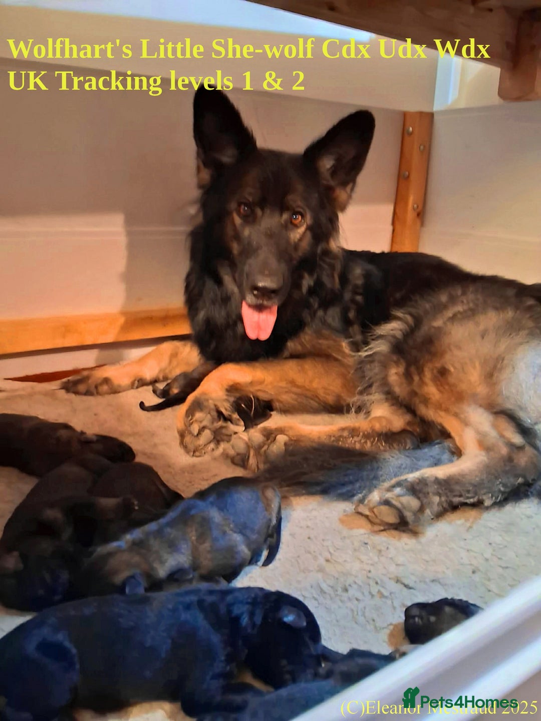 German Shepherd dogs for sale: Exceptional KC Health tested L/C Puppies  - Advert 4