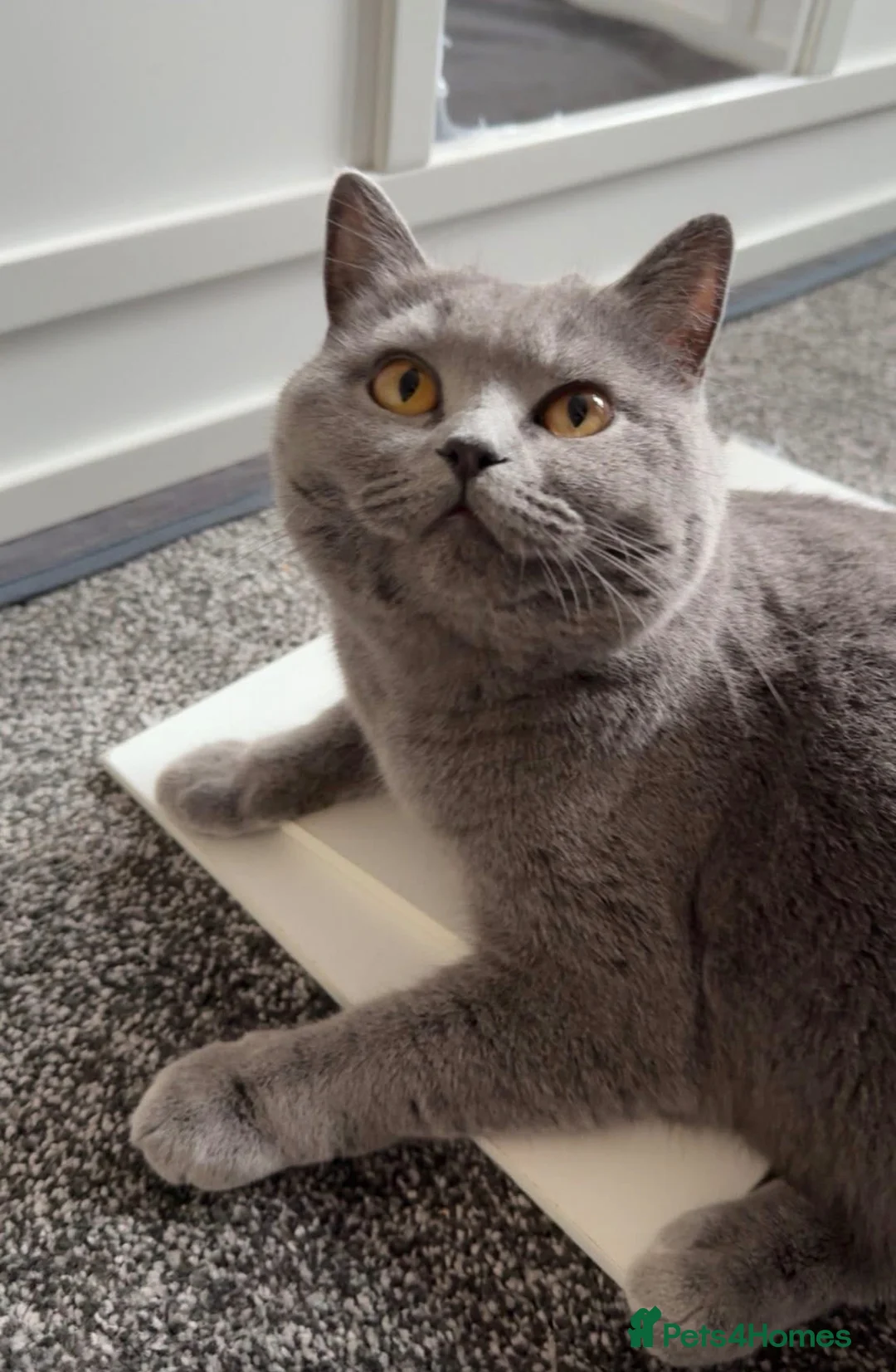 Mixed Breed cats for sale: British short hair cross male kittens can deliver  - Advert 8