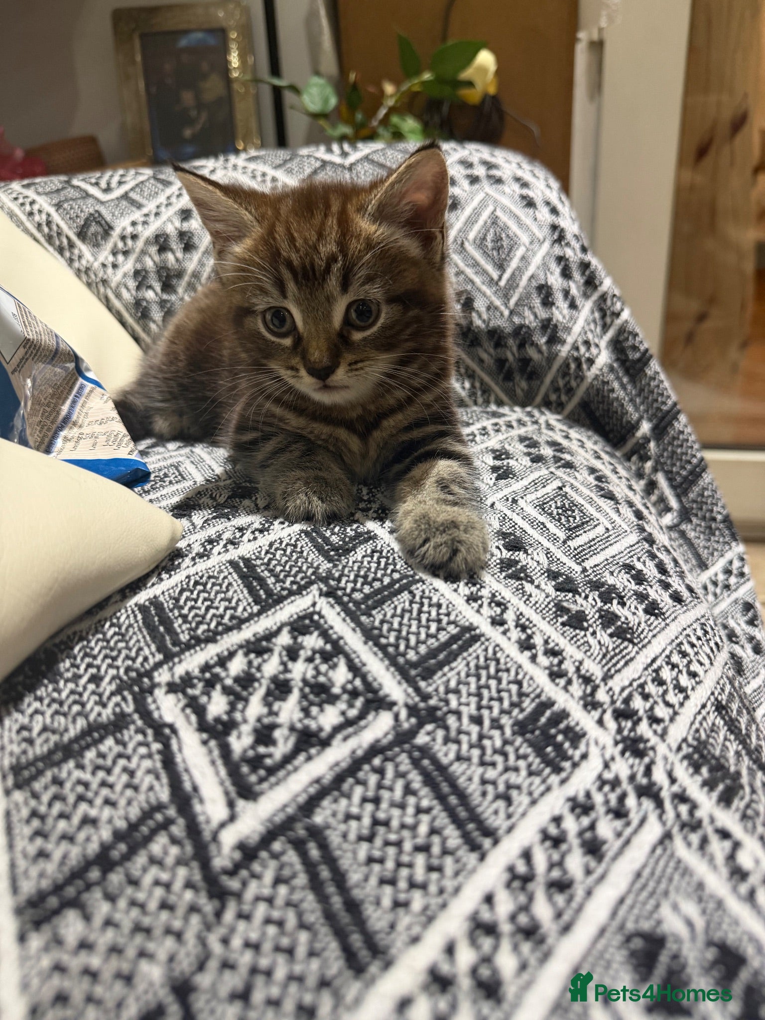 Mixed Breed cats Main coon x Russian blue mix - Advert 3