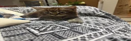 Mixed Breed cats for sale: Main coon x Russian blue mix - Advert 1