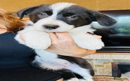 Border Collie dogs for sale: Kennel Club Border Collie Puppies For Sale - Image 1
