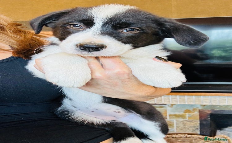 Border Collie dogs - Advert 4