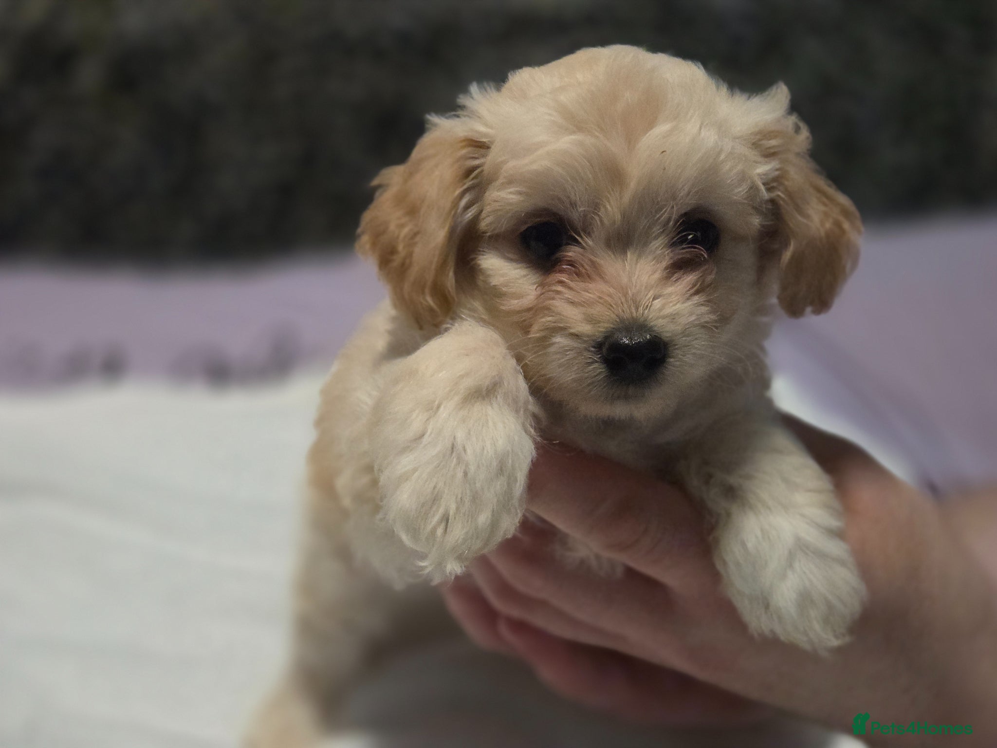 Chipoo dogs for sale:  Chihuahua x miniature poodles  in Leicester - Advert 15