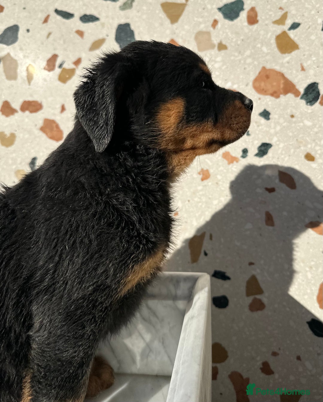 Rottweiler dogs for sale: Stunning chunky Rottweiler puppies - Image 23