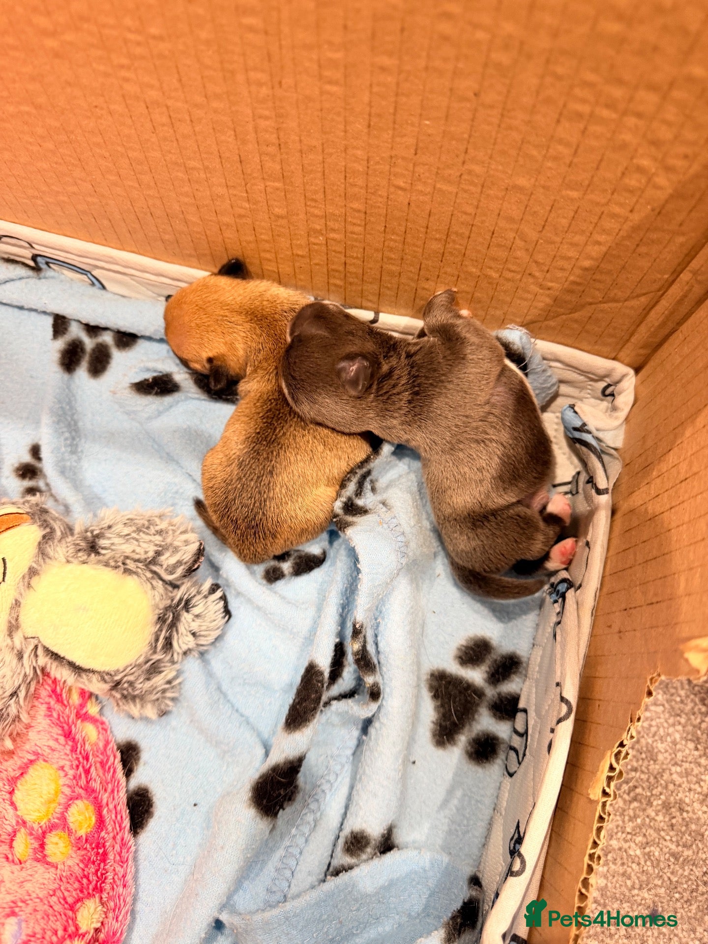 Jack Chi dogs Female and Male Chihuahua X Jack Russell  - Advert 1