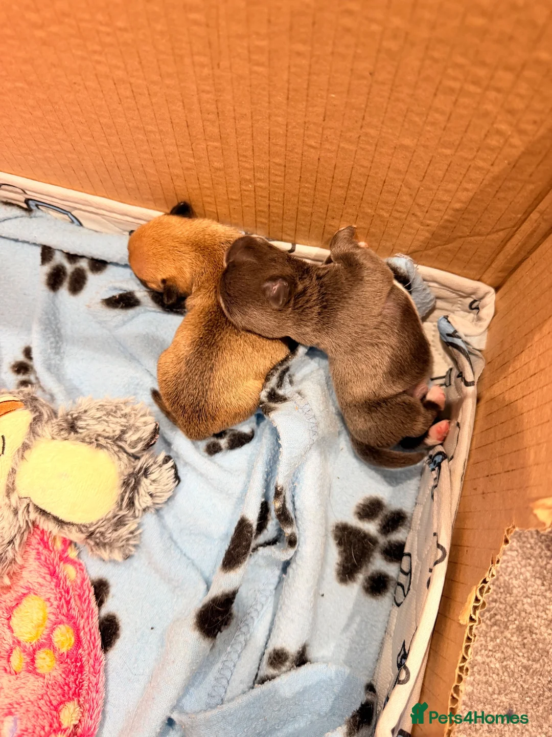 Jack Chi dogs for sale: Female and Male Chihuahua X Jack Russell  - Advert 1