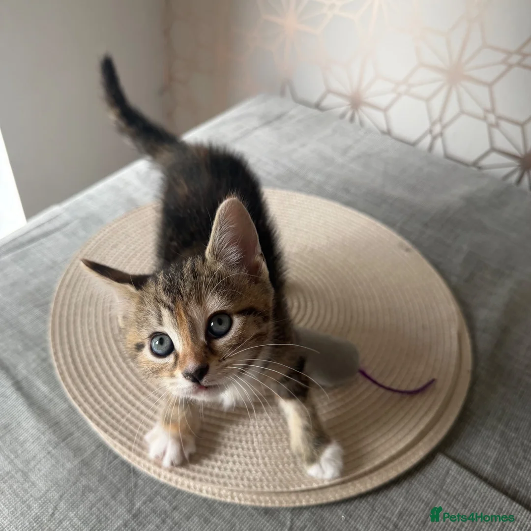 Mixed Breed cats for sale: 3 beautiful girls   in Rotherham - Advert 5