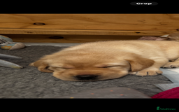 Labrador Retriever dogs for sale: English yellow Labradors  - Image 12