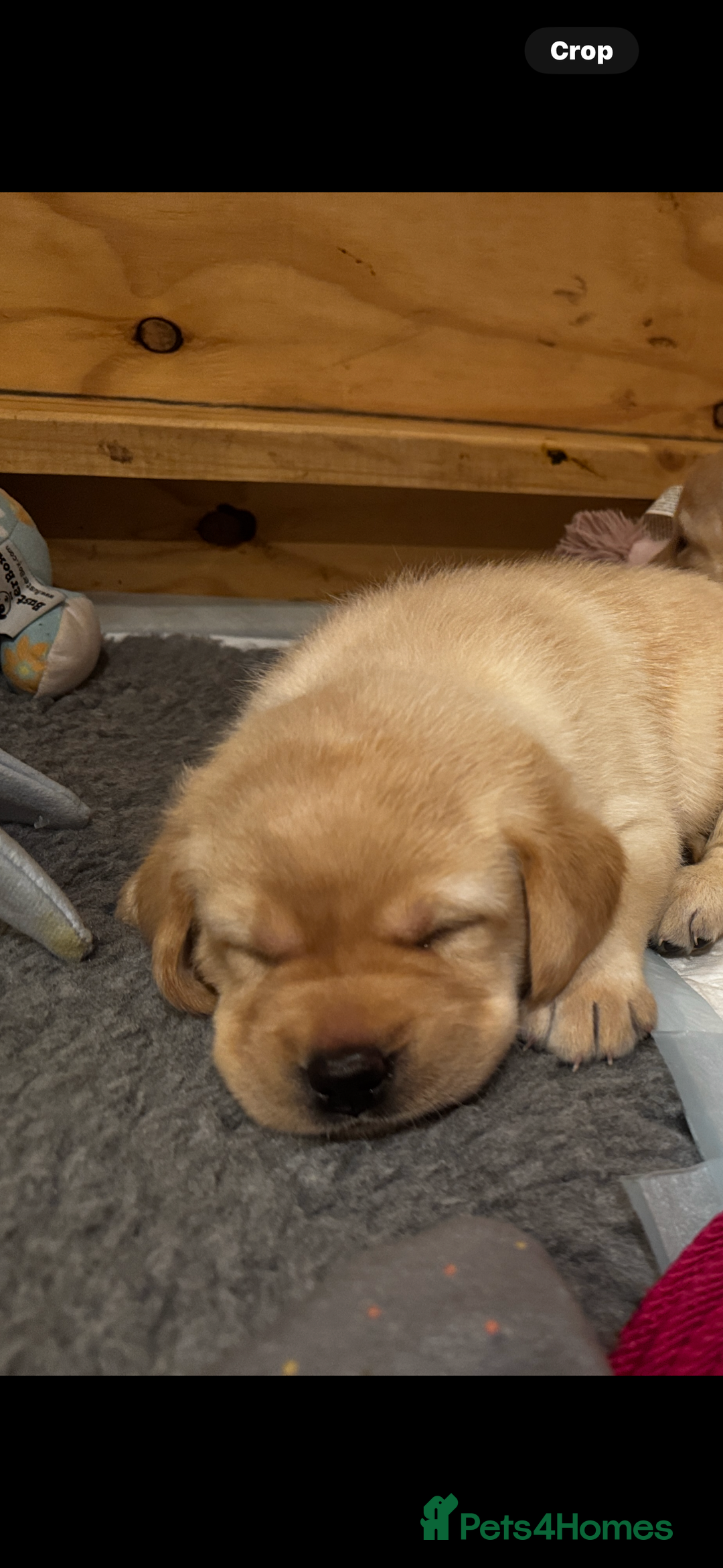 Labrador Retriever dogs for sale: English yellow Labradors  - Image 12