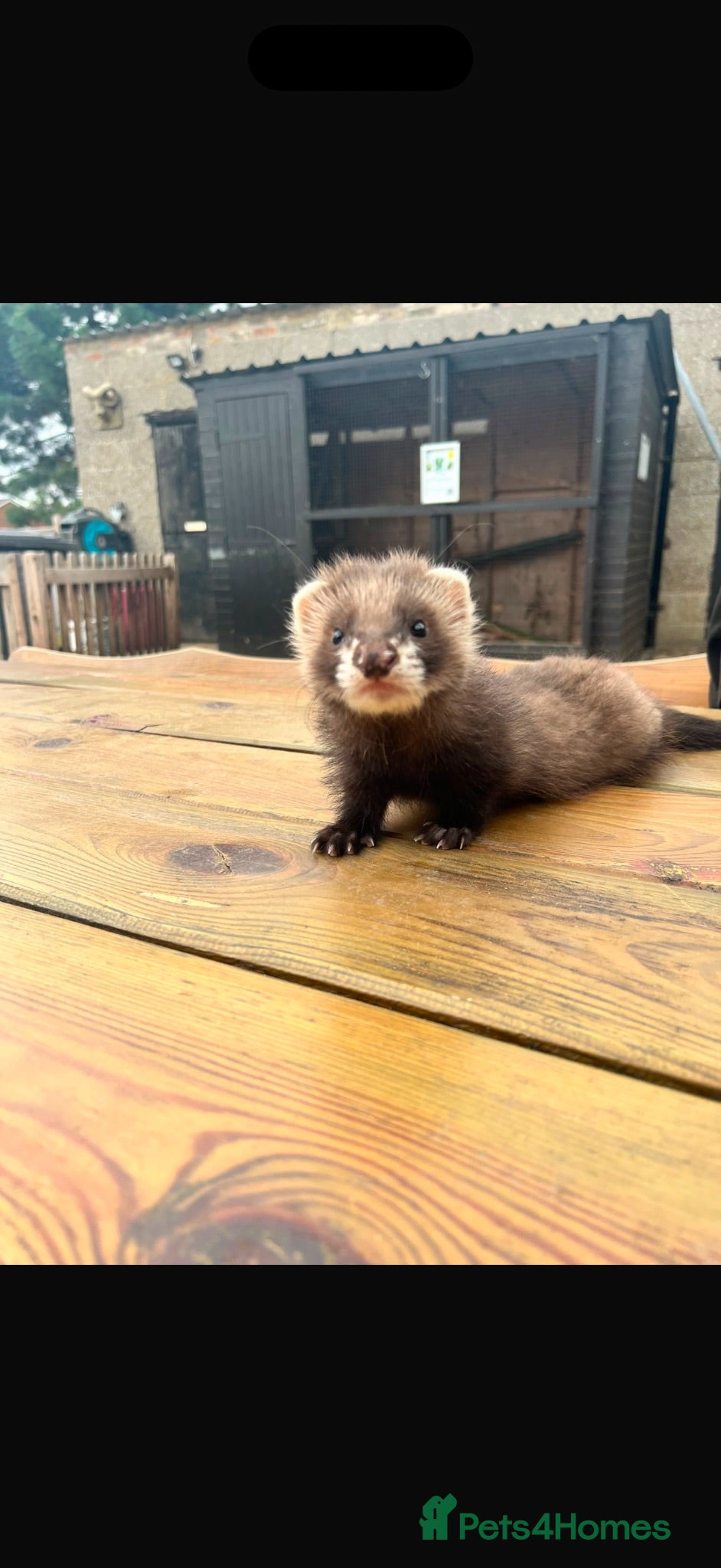 Ferret rodents 1 Beautiful Female Angora Baby Polecat - Advert 1