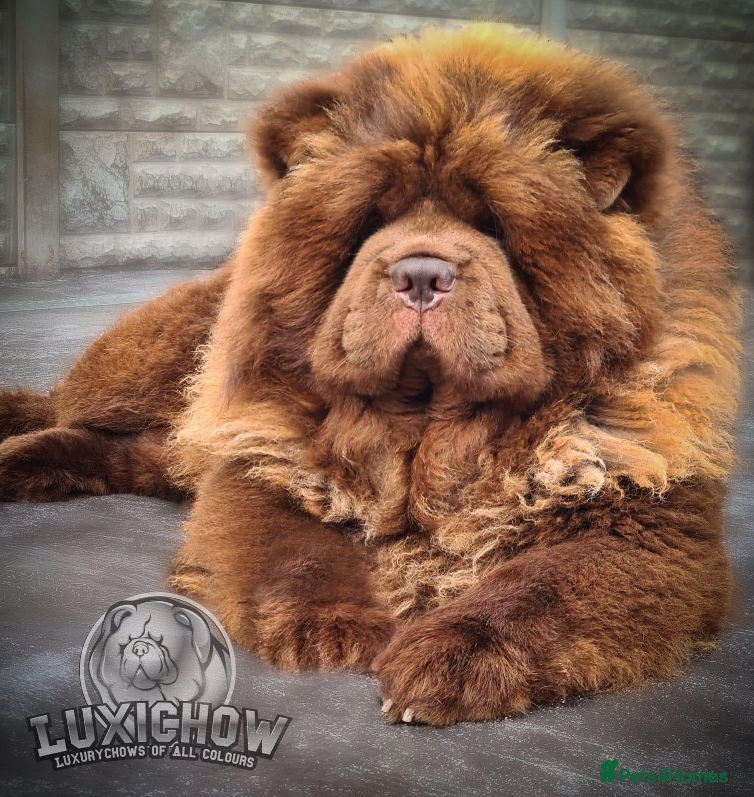 Chow Chow dogs Thornton  - Advert 1