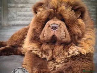 Chow Chow dogs Thornton - Advert 12