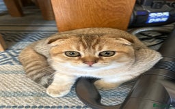 Scottish Fold cats for sale: Gold Chinchilla Scottish fold baby’s  - Image 26