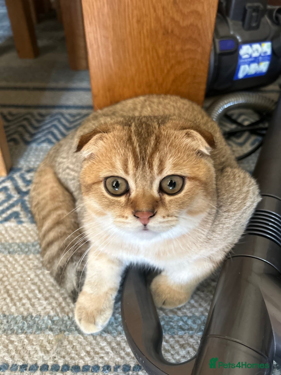 Scottish Fold cats for sale: Gold Chinchilla Scottish fold baby’s  - Image 26