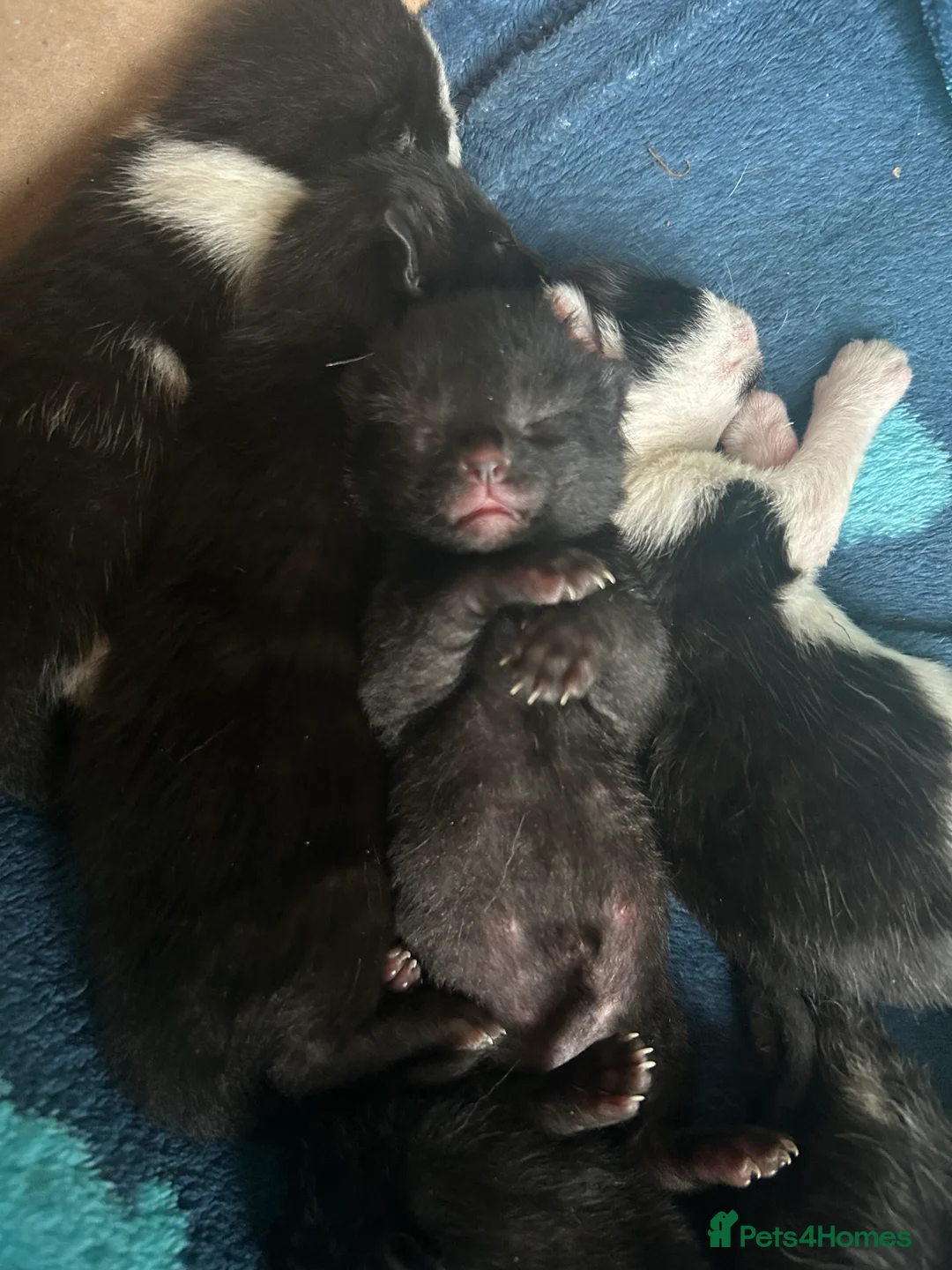 British Shorthair cats for sale: Black female kitten - Advert 3