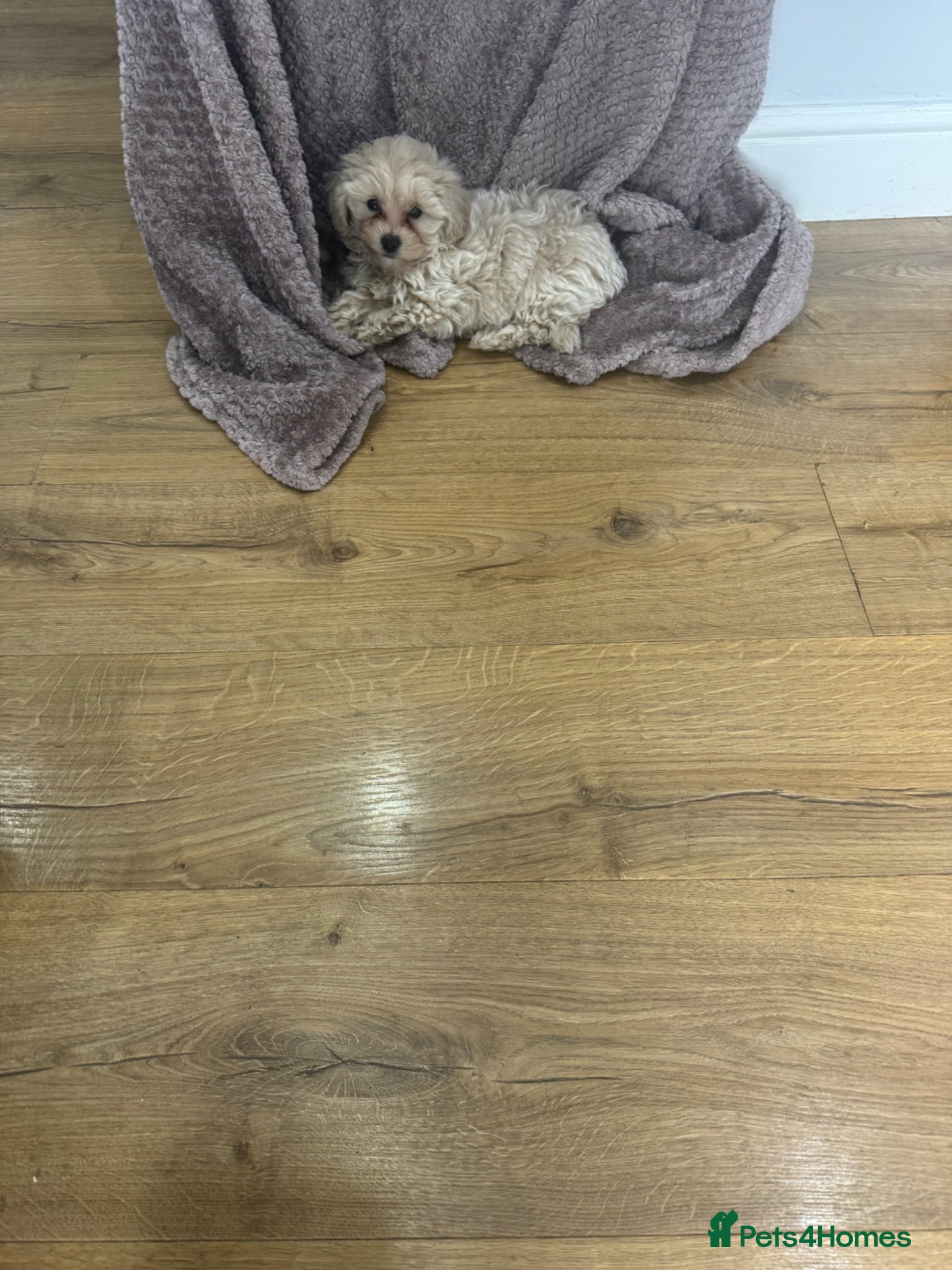 Maltipoo dogs Beautiful small Maltipoos (Asian poodle) f1 💙💙 - Advert 3