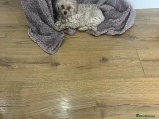 Maltipoo dogs Beautiful small Maltipoos (Asian poodle) f1 💙💙 - Advert 3