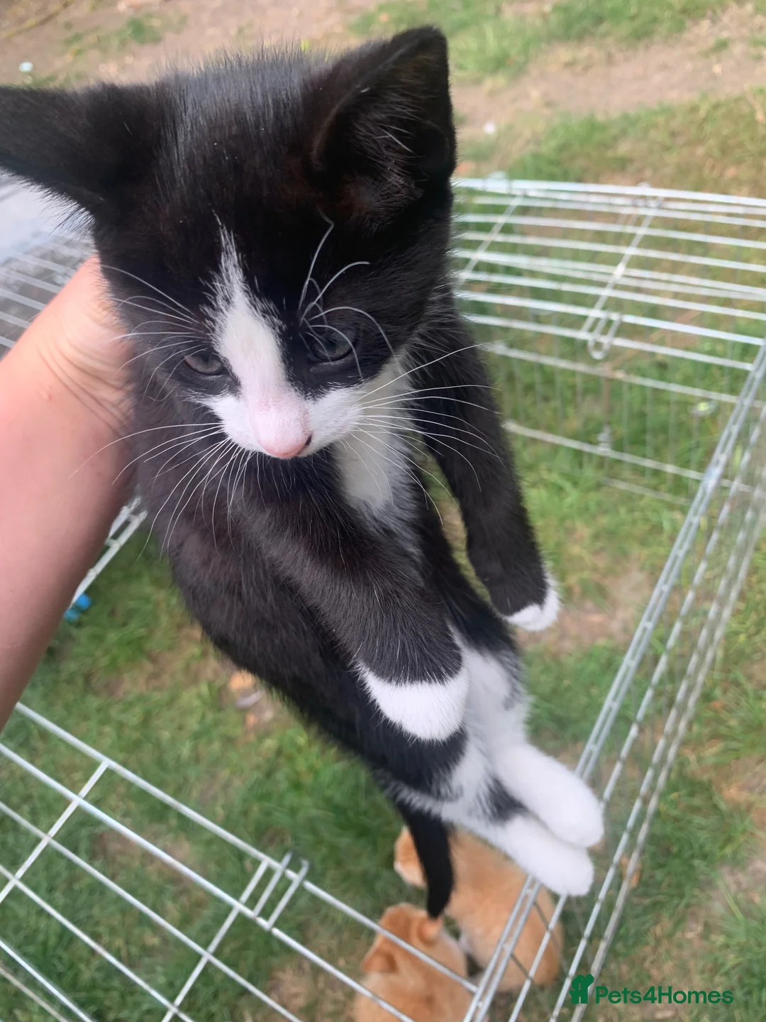 Mixed Breed cats for sale: Kittens now ready to go 1boy  now  available  - Advert 1
