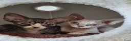 Devon Rex cats for sale: Devon Rex Kittens-Ready for Their Forever Homes! - Advert 3