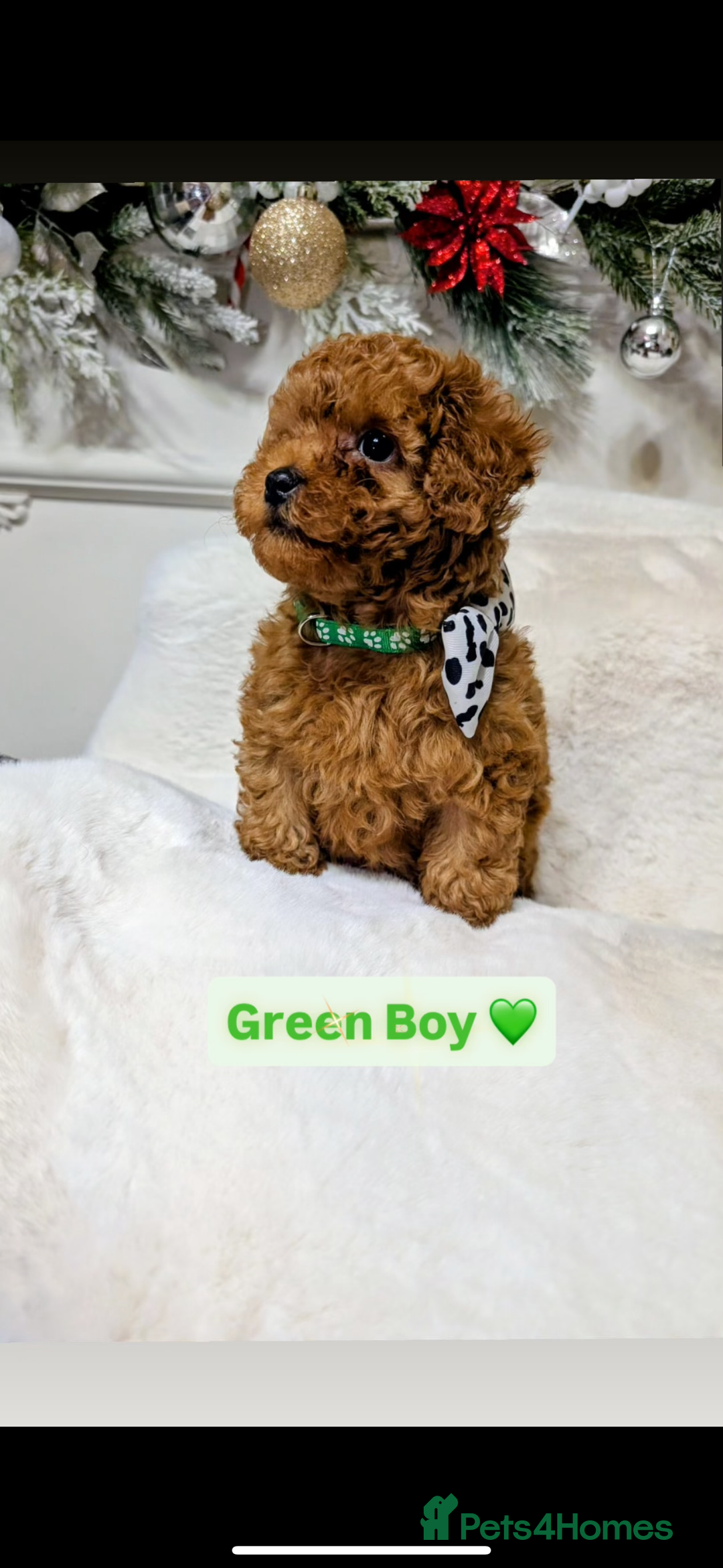 Toy Poodle dogs for sale: Poodles 🩷💙 - Advert 3