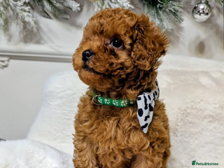Toy Poodle dogs Tiny Toy Poodle Puppy 💙 - Advert 15